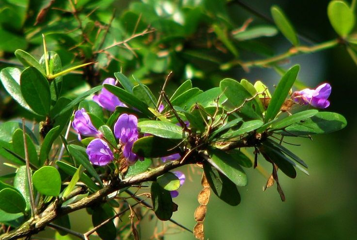 Do có lá và nhiều quả đẹp nên cây sam núi rất được ưa chuộng trồng làm cây bonsai. Ảnh bonsaiart.