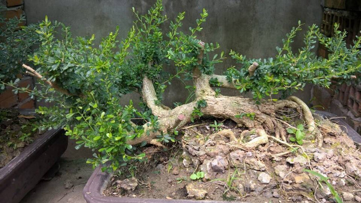 Ở Việt Nam, cây sam núi mọc nhiều ở các tỉnh duyên hải miền Trung như Ninh Thuận, Khánh Hòa, Phú Yên… và đa phần là mọc trên các trảng cát ven biển. Ảnh bonsaivn.