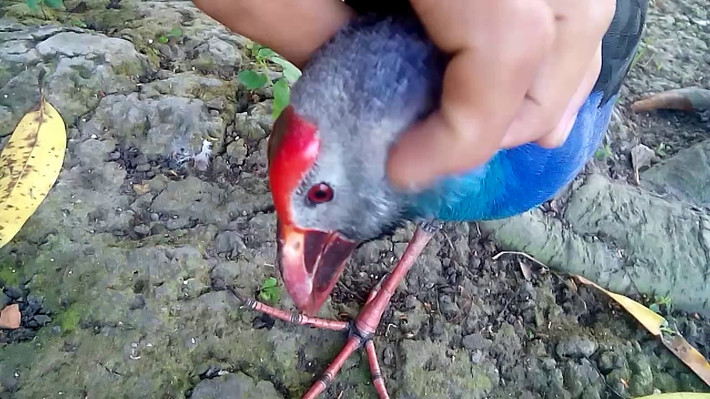 Chim trích cồ có tên khoa học là Porphyrio poliocephalus. Loài chim này có màu sắc đẹp, trước mắt và xung quanh mắt trắng phớt xám, cánh xám lẫn xanh lục, đuôi đen hơi phớt xanh. Ảnh ytimg.