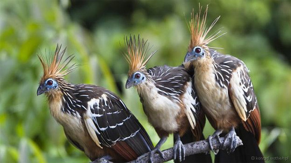 Chim Hoatzin khá thông minh khi nó biết giả vờ chết để trốn tránh kẻ thù. Khi bị tấn công, chúng lao mình xuống nước, dùng móng vuốt để bám, tránh bị nước cuốn đi. Khi kẻ thù bỏ đi, chúng lại dùng vuốt để leo lên mặt đất và cất cánh bay. Ảnh khoahoc.