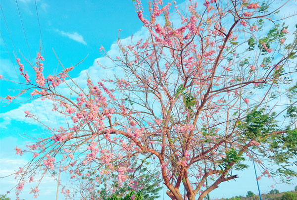 Lá cây đào đậu còn được sử dụng để lót chuồng gia súc gia cầm để trừ được bọ chét và côn trùng hại. Ảnh dulichvn.