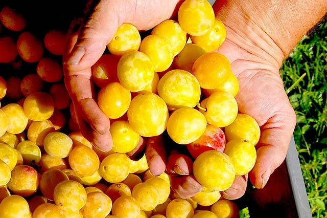 Giống mận vàng mirabelle có hình ô-van và thịt trái nhẵn mịn, ngọt và đậm đà hương vị. Đến khi chín kỹ, quả mận chuyển sang màu đỏ mọng rất thơm. Ảnh blogspot.