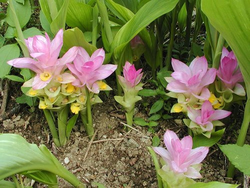 Cây nghệ trắng có hình dáng thân cây, lá và hoa khá giống nghệ vàng và nghệ đen, tuy nhiên rễ của nó lại khác hoàn toàn về màu sắc, kích cỡ, hình dáng, mùi vị. Ảnh chamsocsausinhhp.