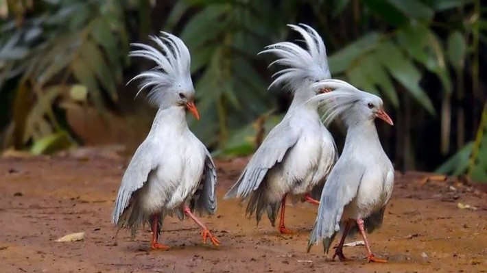 Kagu là loài chim hết mực chung thủy khi một cặp đôi chim Kagu thường sống chung với nhau cả đời. Ảnh myclip.