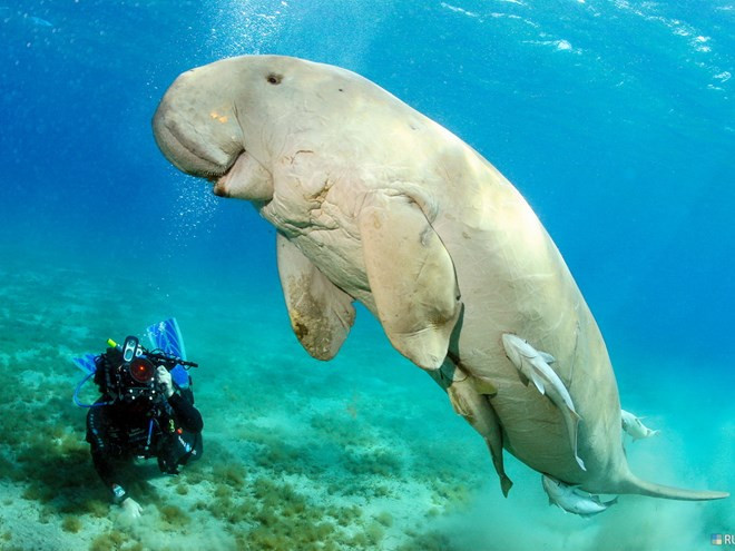 Loài cá cúi quý hiếm này còn có một số tên gọi khác như cá nàng tiên, bò biển hay dugong. Tên khoa học của nó là Dugon dugon. Ảnh phuquocxanh.