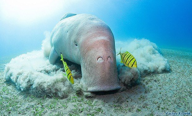 Cá cúi thường sống đơn độc hoặc thành cặp, mặc dù cũng có khi tập hợp thành nhóm hàng trăm cá thể. Ảnh pinimg.