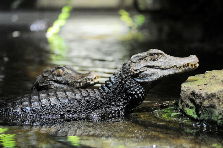 Cá sấu lùn xạ hương còn có tên gọi khác là cá sấu caiman lùn Cuvier. Ảnh staticflickr.