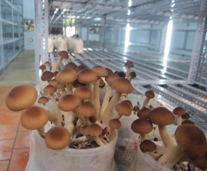 Cũng giống như những loại nấm khác, nấm trà tân có thể dùng để nấu canh xương, xào với rau, thịt hoặc ăn lẩu. Ảnh cesti.