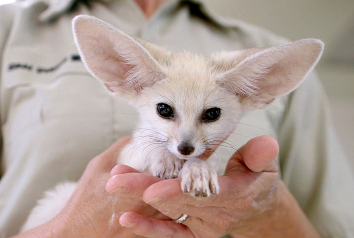Cáo Fennec cũng là cái tên nằm trong danh sách những thú cưng kỳ lạ. Ảnh khoahocphattrien.