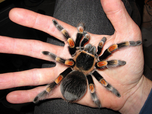 Mặc dù là thú cưng nhưng khác với chó và mèo, bạn không nên vuốt ve những chú nhện Tarantulas này quá nhiều. Ảnh hoangtushop.
