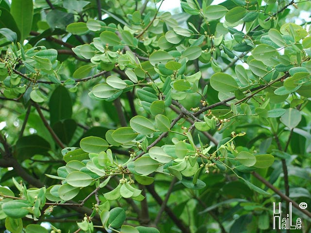 Cây cẩm lai vú có tên khoa học là Dalbergia mammosa. Đây là một loài rau đậu thuộc họ Fabaceae. Ảnh staticflickr.