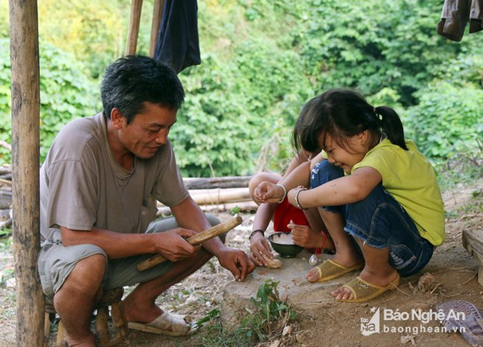 Trong khi đó, gỗ của cây chà uốm cũng được người dân sử dụng để làm nhà, làm chất đốt... Ảnh Báo Nghệ An.