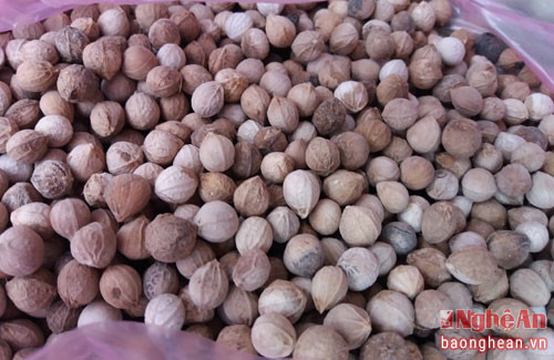 Cây chà uốm là loài cây phát triển nhiều ở các khu rừng nguyên sinh khu vực miền Tây Nghệ An. Hiện loài cây này chỉ có ở cánh rừng nguyên sinh sát tuyến biên giới Việt- Lào.