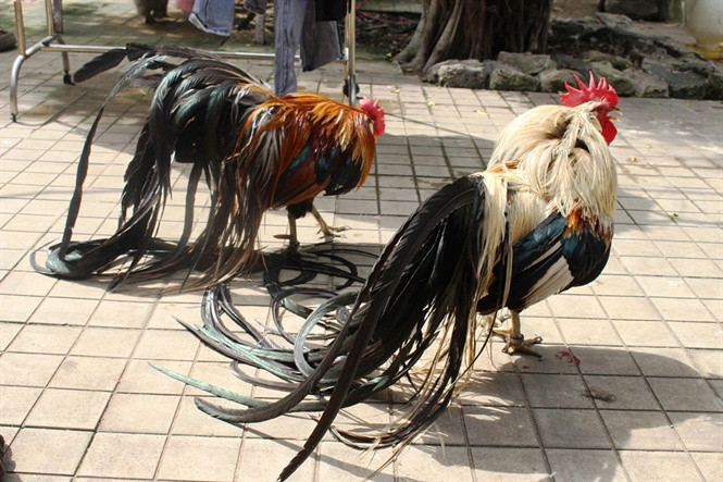 Giống gà quý tộc Onagadori có nguồn gốc từ thành phố Nankoku, tỉnh Kochi, Nhật Bản. Giống gà này phù hợp với khí hậu không quá nóng hoặc lạnh. Ảnh nongnghiep.
