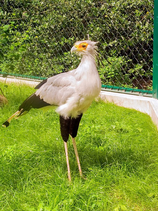 Chim thư ký là loài động vật đặc hữu của châu Phi. Loài chim này cũng xuất hiện trên quốc huy của Sudan và Nam Phi. Ảnh pixabay.
