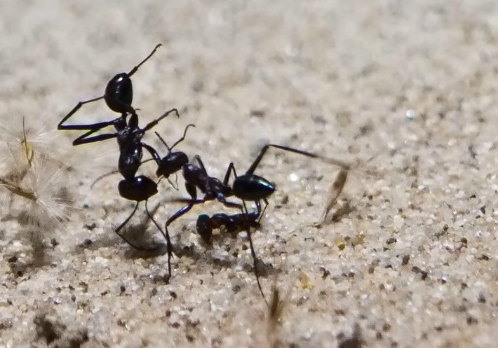 Kiến sa mạc Cataglyphis fortis kỳ lạ ở chỗ nó quên luôn mùi "tổ" của mình mỗi khi bị hấp dẫn bởi hương thơm của món ngon mới lạ. Ảnh zalahub.