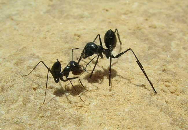 Kiến sa mạc Cataglyphis fortis là loài sử dụng khứu giác để tìm kiếm thức ăn. Ảnh discoverlife.