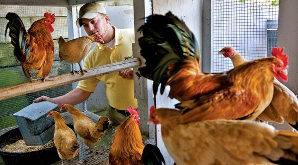 Gà tre Nam Kinh là một trong những giống gà Bantam lâu đời nhất. Giống gà này có bộ lông màu vàng da vàng rất đặc trưng, đuôi màu đen cùng đôi chân ngắn cũn màu đá phiến xanh lam. Ảnh wordpress.