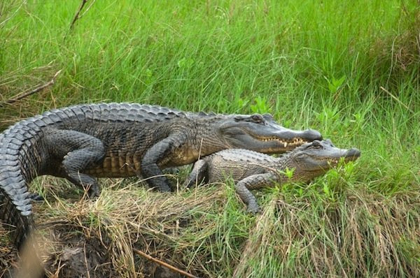 Cá thể cá sấu mõm ngắn Mỹ lớn nhất từng bắt được là ở Louisiana đầu thập niên 1900 có chiều dài 5,84 m và nặng tới 1.000 kg. Ảnh pandasthumb.