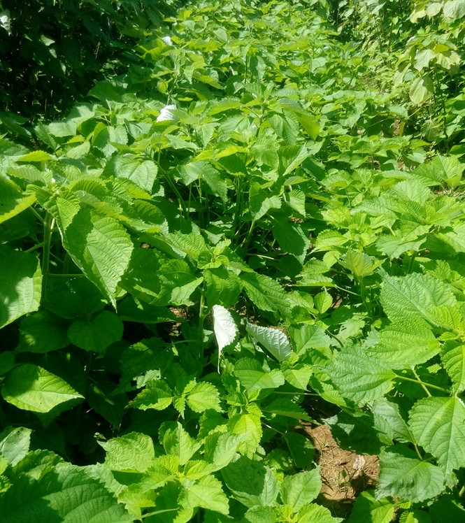 Cây gai xanh là loài cây bản địa của khu vực Đông Á. Ảnh nongnghiep.