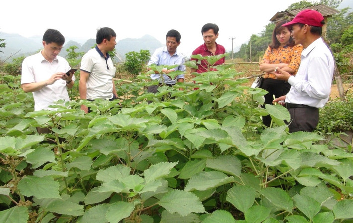 Cây gai xanh còn có tên gọi khác là cây rami, cây lá gai, cây gai bánh, cây tầm gai. Ảnh khuyennongvn.