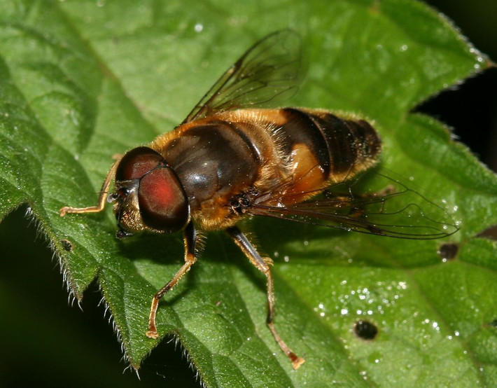 Ruồi giả ong Eristalis arbustorum từng được các chuyên gia tìm thấy trong xác chết một người đàn ông 76 tuổi chôn sâu 60cm dưới mặt đất ven bờ suối, là một côn trùng ăn xác chết. Ảnh wikimedia.