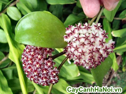 Lan cẩm cù được nhân giống bằng cách giâm cành và chiết cây. Ảnh cayxanhhanoi.