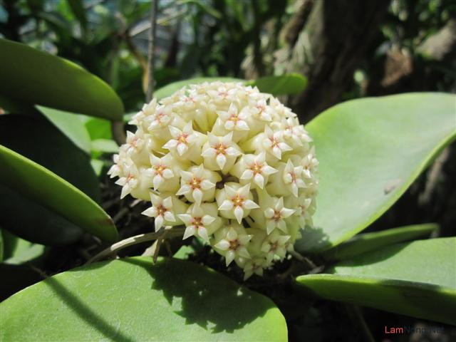 Hoa lan cẩm cù có ý nghĩa may mắn, mang đến thông điệp yêu thương gửi đến những người thương yêu. Ảnh hoadepviet.