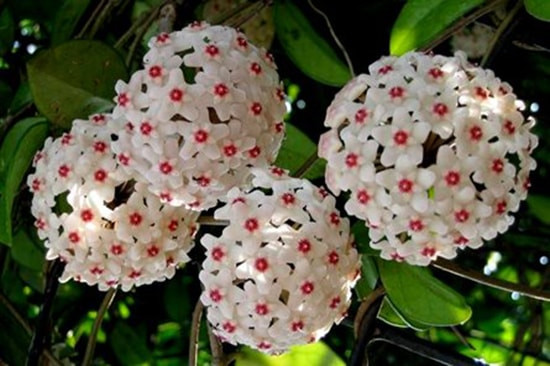 Lan cẩm cù có chiều cao trung bình 4-7m, thuộc loại cây dây leo mềm dẻo, sống lâu năm. Cẩm cù nở hoa dạng chùm, có hương thơm dễ chịu, lâu tàn (trung bình 7-10 ngày). Ảnh nongnghieppho.