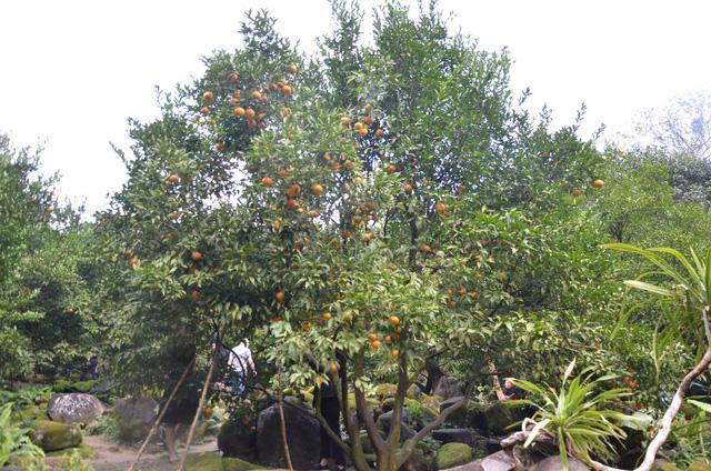 Những món ăn được chế biến tương đối hấp dẫn và ngon miệng, giá cả phải chăng.