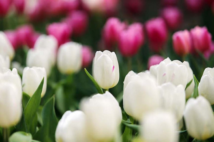 Đến với Lễ hội hoa, các du khách có thể chiêm ngưỡng nhiều giống tulip nổi tiếng trên thế giới như Christmas Dream, Strong Gold, Verandi, White Prince, Negrita Zeeland, Tom Pouce…