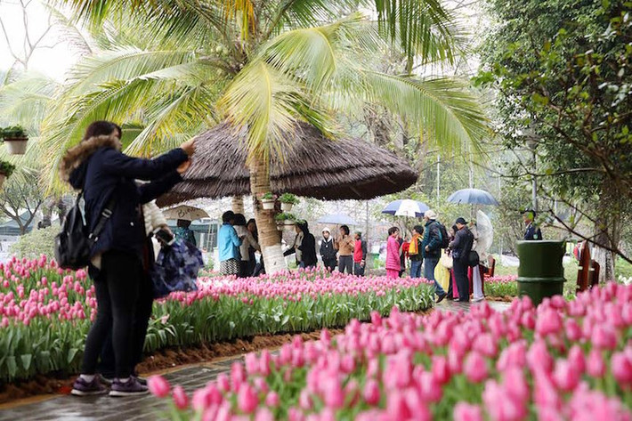 Theo Ban tổ chức, tất cả đều được Ban tổ chức lễ hội nhập khẩu trực tiếp từ Hà Lan và ươm trồng rất kỳ công tại Sapa, nơi có khí hậu và môi trường gần giống với Châu Âu để cây sinh trưởng tốt nhất.