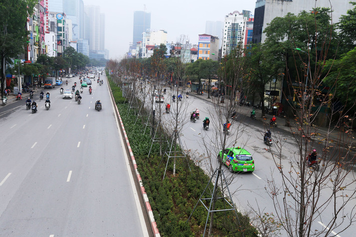 Ghi nhận trên đường tuyến đường Trần Duy Hưng và Nguyễn Chí Thanh (Hà Nội) vào chiều ngày 10/3, những cây phong lá đỏ được trồng ở dải phân cách bước vào thời kì rụng lá.