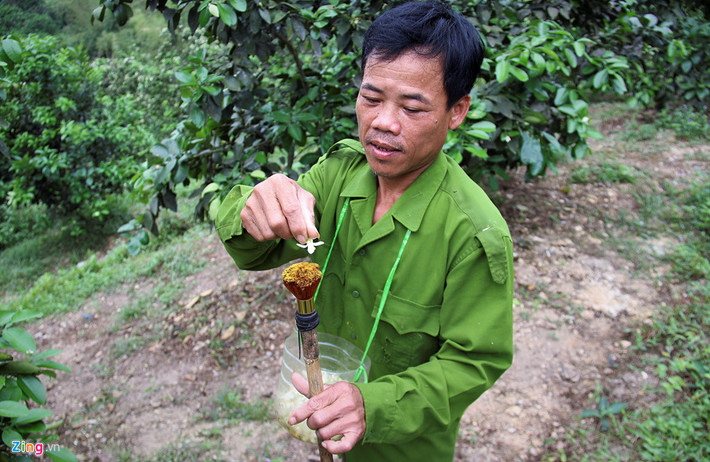 Tùy vào độ cao của cây, người dân sẽ dùng một cây gậy đủ dài có bọc đầu bằng bông gòn nhỏ hoặc đầu cọ mềm, phấn hoa được chấm nhẹ lên những bông hoa đã nở, từ bông này qua bông khác, duy trì vào sáng sớm hoặc chiều mát.