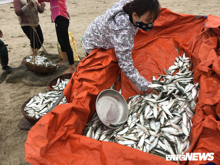 Trong khoảng thời gian 1 ngày, mỗi tàu thuyền đã thu về từ 2 tạ đến gần 1 tấn cá trích.