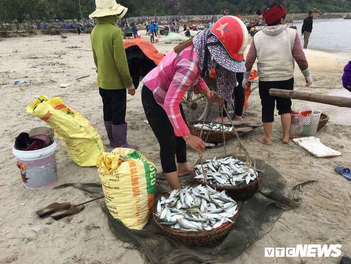 Những mớ cá trích tươi ngon được tiểu thương thu mua với giá cao khiến người dân phấn khởi. (Ảnh: P.H)
