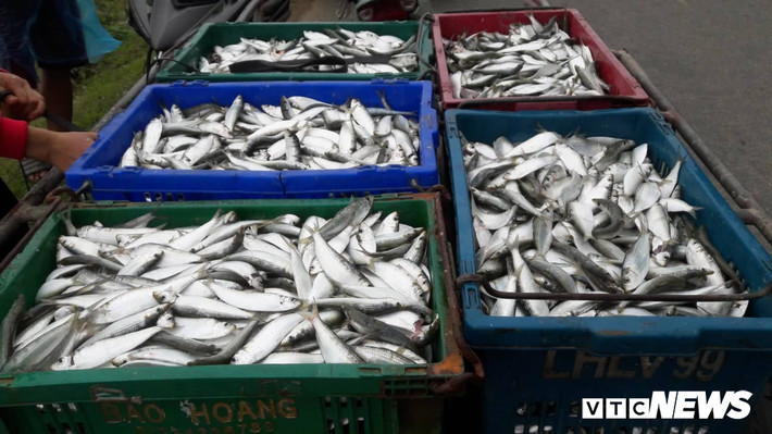 Những thùng cá trích tươi rói được vận chuyển lên bờ trong niềm vui của ngư dân. (Ảnh: P.H)