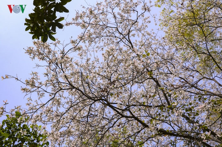 Lễ hội Hoa ban Điện Biên năm 2019 sẽ chính thức được diễn ra vào tối 16/3 tới. Đến thời điểm hiện tại, Ban tổ chức đã nhận được sự tài trợ và cam kết tài trợ của 60 đơn vị, doanh nghiệp, cá nhân trong và ngoài tỉnh, với tổng trị giá hơn 2 tỷ đồng.