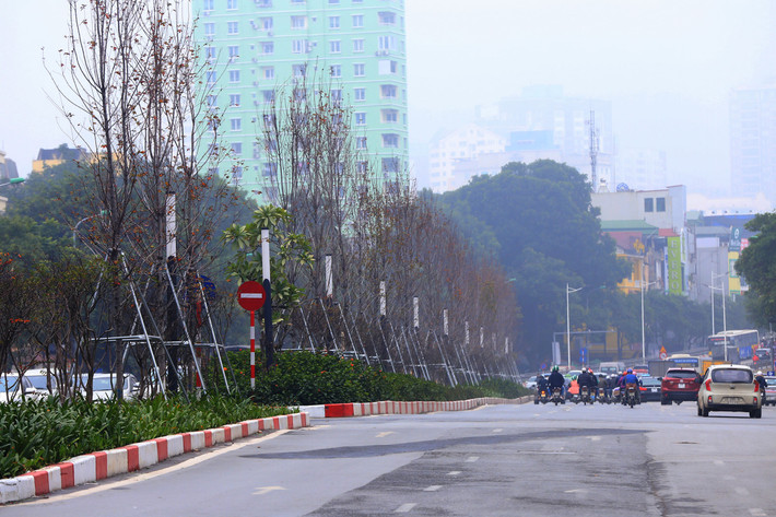 Khác hẳn với hàng cây phong với những tán lá sum xuê trước kia, thay vào đó là những "khung xương" trơ trọi giữa đường phố.