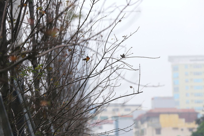 Những chiếc lá héo úa còn sót lại trên thân cây.