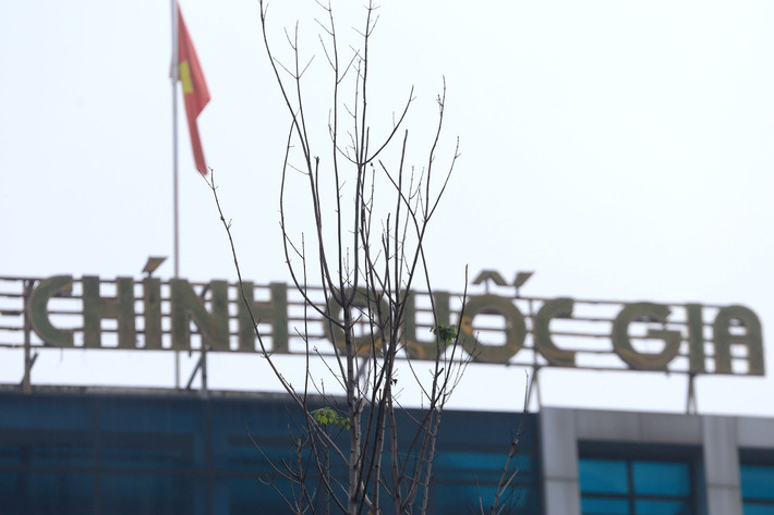Một cây Phong lá đỏ "trơ xương" đối diện với Đại học Hành chính Quốc gia nằm trên đường Nguyễn Chí Thanh.
