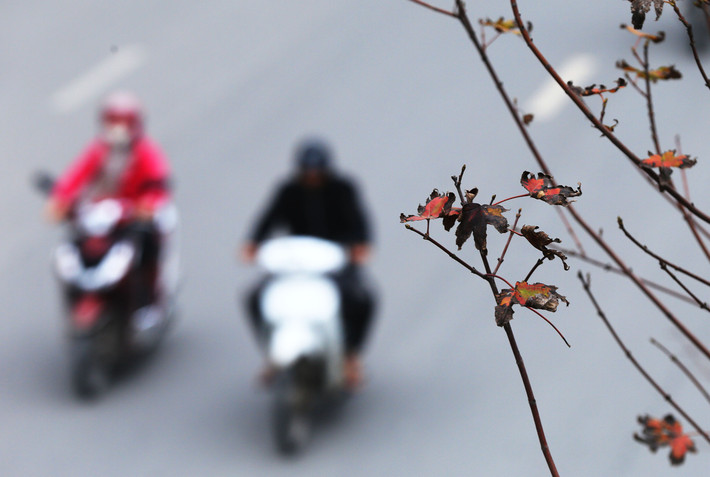Khi mới tiến hành trồng những hàng Phong lá đỏ, Hà Nội đã vấp phải rất nhiều ý kiến trái chiều của người dân và các chuyên gia về sự thích nghi của loại cây này, thậm chí có nhiều ý kiến cho rằng khó có thể sống qua khỏi mùa hè nóng nực ở Thủ đô.