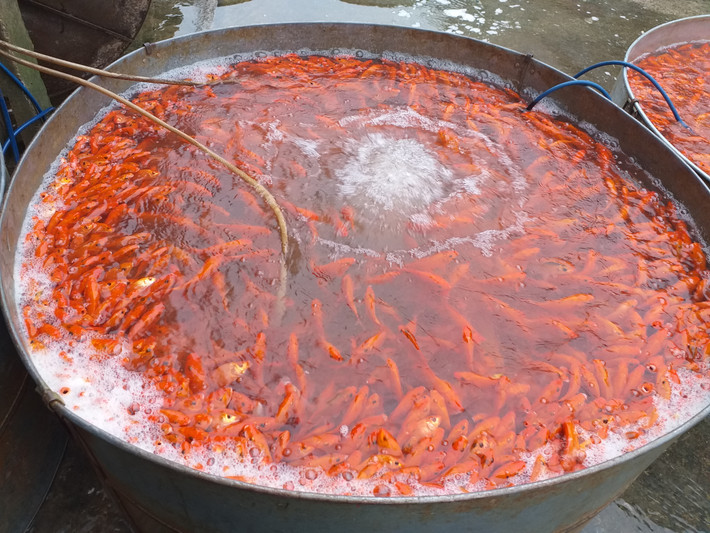 Theo chị, nếu có người mua lẻ thì chị vẫn bán với giá 50.000 đồng/3 con.