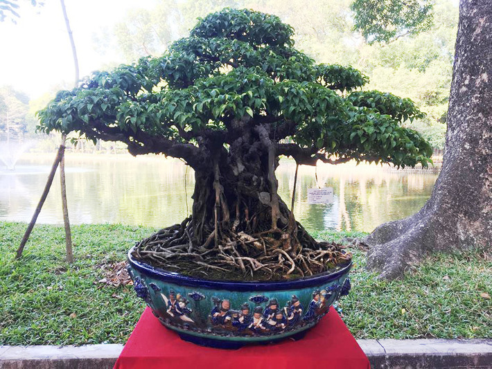 Sanh lá móng là loại sanh có lá hình móng rồng độc đáo. Chậu sanh cổ lá móng của nghệ nhân Lê Danh Tín là một trong những tác phậm nghệ thuật đẹp nhất được trưng bày tại triển lãm cây cảnh diễn ra ở công viên Bách Thảo, Hà Nội.