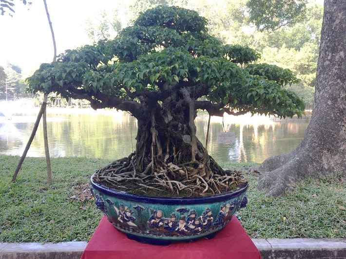 Cũng theo anh Tuấn, thời xa xưa, các cụ thường gọi là sanh mũi hài, bởi vì lá giống như chiếc hài. Khi lá non có màu xanh trắng ngà, lá già mép lá phẳng, đầu lá cong như mũi hài, nhỏ và đều tăm tắp. Nếu xét về lá thì có lẽ đây là loại có lá đẹp nhất.