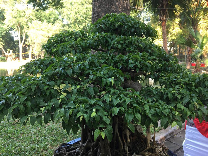 Tên gọi sanh lá móng xuất phát từ hình dáng lá cây như móng rồng tạo nên nét đặc biệt cho giống sanh này. Anh Lê Tuấn, một người mê cây cảnh ở Hà Nội cho biết: "Sanh lá móng nếu dùng phương pháp chiết cành sẽ có bộ rễ rải đều...