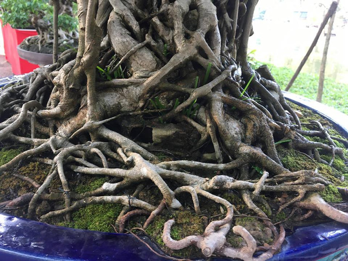 Toàn bộ thân, rễ cây in dấu thời gian rõ nét.