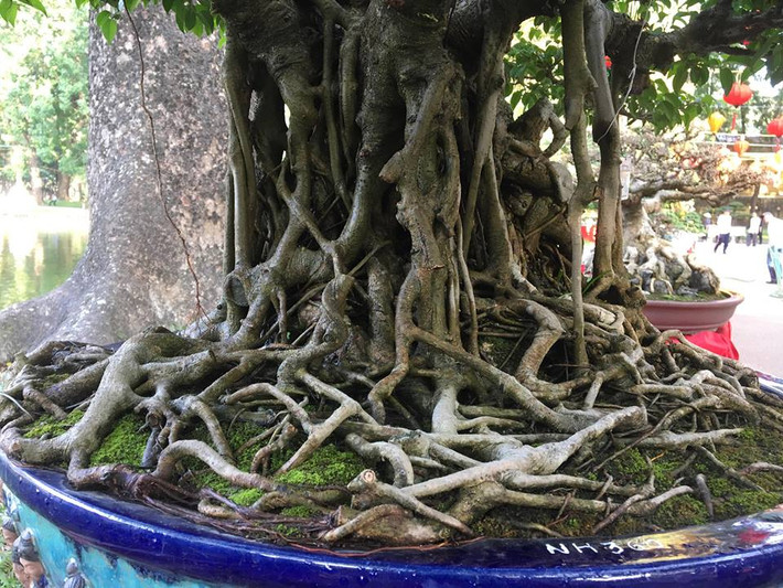 Cây sanh cổ này có tuổi đời trên dưới 100 năm tuổi.
