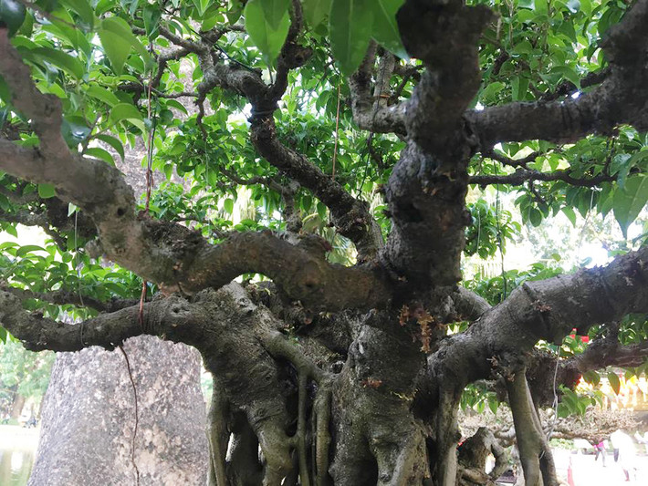 ... thông thường, khi già đi, thân cây sẽ gồ ghề, méo mó, kì dị lạ mắt".