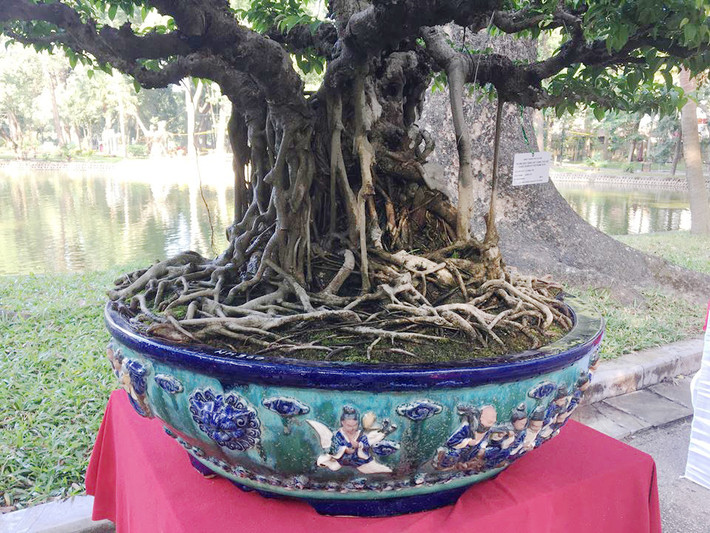 Cận cảnh rễ cây rải đều quanh chậu rất đẹp mắt.